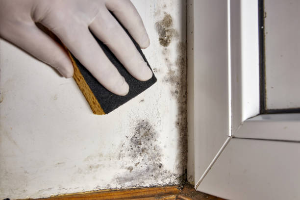 Best HVAC Mold Inspection and Cleaning  in Vernonia, OR