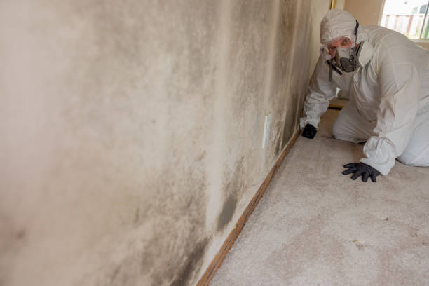 Best Basement Mold Removal  in Vernonia, OR